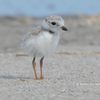 Watch Out For The Endangered Piping Plover While You're At The Beach